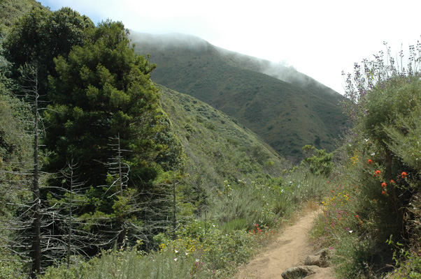 Soberanes Canyon 092.jpg